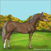 Horse Color:Chocolate Palomino 