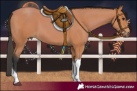 Horse Color:Bay Tobiano 