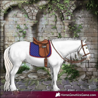 Horse Color:Gold Champagne Roan Dun Appaloosa 