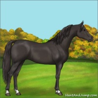 Horse Color:Smoky Black 