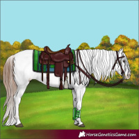 Horse Color:Red Dun Roan Splash Appaloosa 