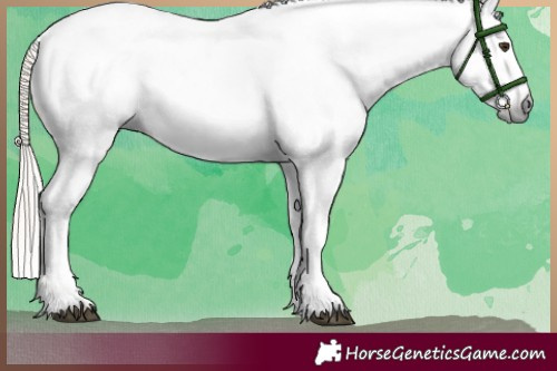 Horse Color:Gray Palomino Appaloosa 