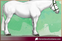 Horse Color:Gray Palomino Appaloosa 