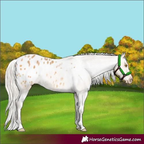 Horse Color:Silver Buckskin Blanket 