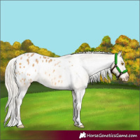 Horse Color:Silver Buckskin Appaloosa 