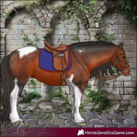 Horse Color:Brown Tobiano Appaloosa 
