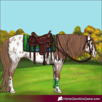 Horse Color:Red Roan Appaloosa 