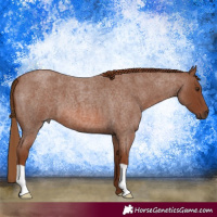 Horse Color:Red Roan 