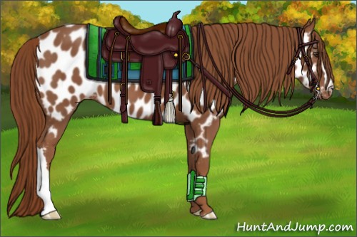 Horse Color:Chestnut Appaloosa 