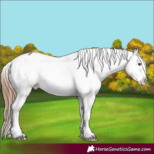 Horse Color:Chestnut Frame Appaloosa 