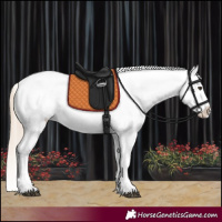 Horse Color:Red Dun Splash Appaloosa  and Red Dun Splash Appaloosa 