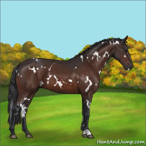Horse Color:White Spotted Bay 