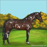 Horse Color:White Spotted Bay 