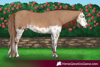 Horse Color:Red Dun Splash and Red Dun Splash