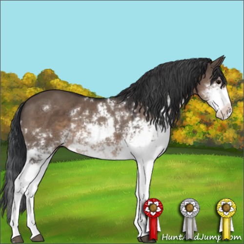 Horse Color:Brown Dun Sabino 