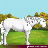 Horse Color:Gray Silver Brown Tobiano
