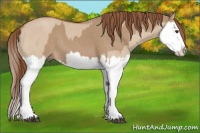 Horse Color:Red Dun Splash  and Red Dun Splash 