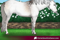 Horse Color:Gray Red Onyx