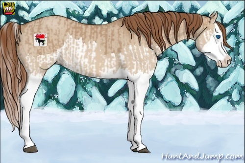 Horse Color:Red Dun Splash and Red Dun Splash