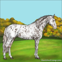 Horse Color:Liver Chestnut Sabino Splash Appaloosa  and Gold Champagne Sabino Splash Appaloosa 