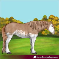 Horse Color:Red Dun Splash  and Red Dun Splash 
