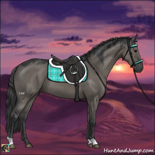 Horse Color:Grullo 