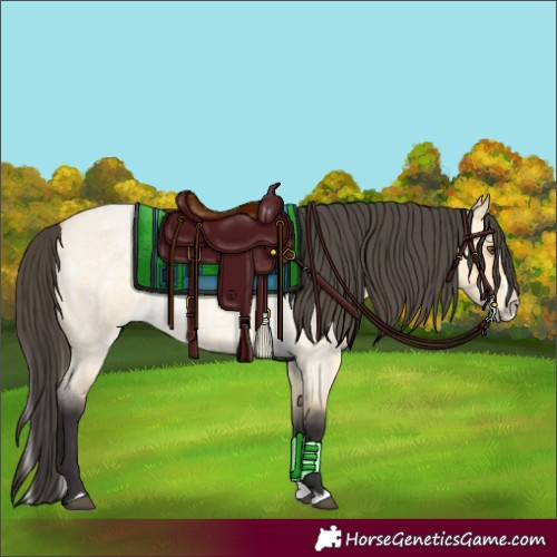 Horse Color:Buckskin Roan Dun Splash 