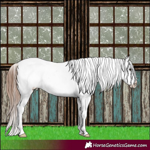 Horse Color:Chestnut Appaloosa 