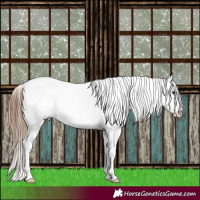 Horse Color:Chestnut Appaloosa