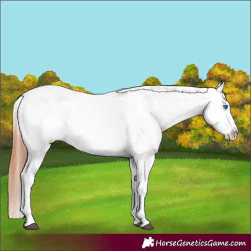 Horse Color:White Spotted Black Splash Tobiano Frame Leopard 