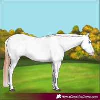 Horse Color:White Spotted Black Splash Tobiano Frame Leopard