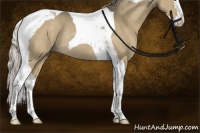 Horse Color:Chocolate Palomino Dun Splash Tobiano Rabicano 