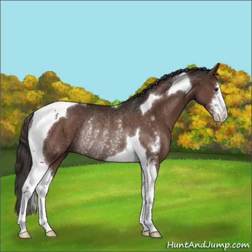 Horse Color:Liver Chestnut Sabino Tobiano Rabicano 
