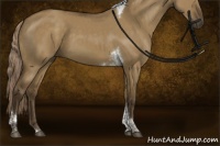 Horse Color:Chocolate Palomino Dun Tobiano Rabicano 