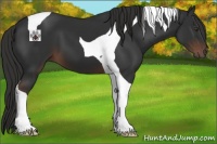 Horse Color:Liver Chestnut Tobiano