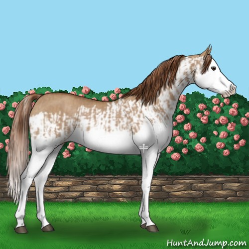 Horse Color:Red Dun Splash Rabicano and Red Dun Splash Rabicano