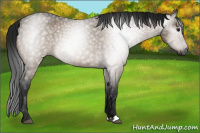 Horse Color:Gray Brown Roan Dun 