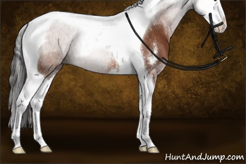 Horse Color:Buckskin Sabino Splash Tobiano Rabicano 