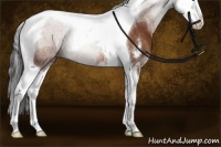 Horse Color:Buckskin Sabino Splash Tobiano Rabicano 