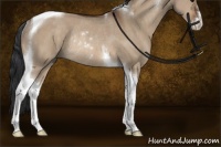 Horse Color:Bay Dun Sabino Tobiano Rabicano 