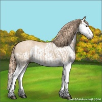 Horse Color:Red Dun Splash  and Gold Champagne Dun Splash 