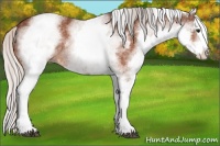 Horse Color:White Spotted Silver Bay Splash