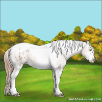Horse Color:Amber Champagne Sabino Tobiano Appaloosa  and Amber Champagne Sabino Tobiano Appaloosa 