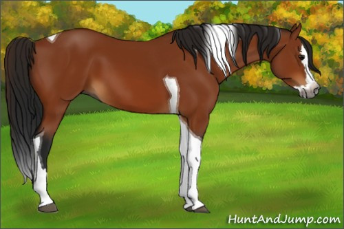 Horse Color:Gray Bay Splash Tobiano