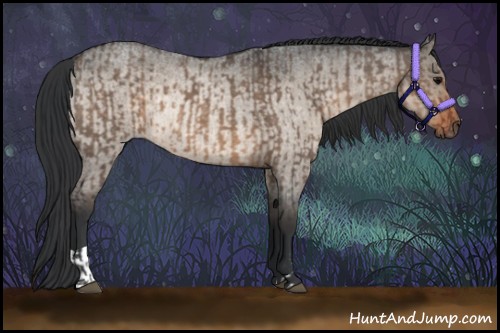 Horse Color:Brown Roan Dun Sabino  and Brown Roan Dun Rabicano 