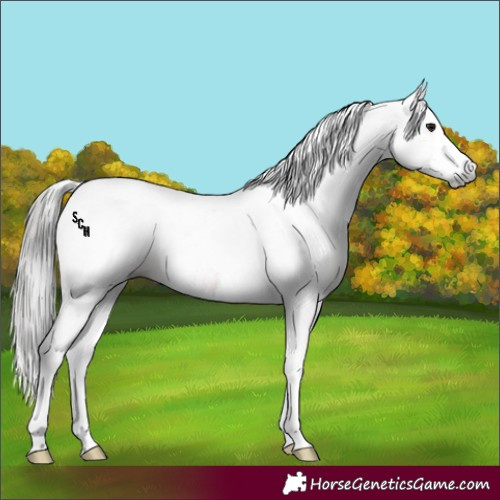 Horse Color:Gray Bay Splash Tobiano 