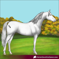 Horse Color:Gray Bay Splash Tobiano 