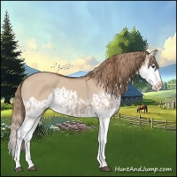 Horse Color:Red Dun Splash  and Red Dun Splash 