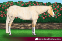 Horse Color:Palomino Roan Splash