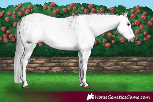 Horse Color:Gray White Spotted Black and Gray White Spotted Grullo